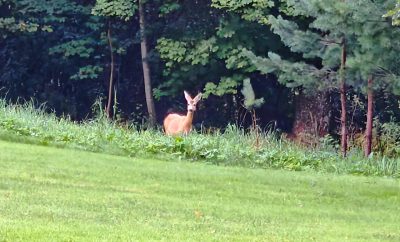 Dabar vakarais dažnai stebime stirnų jaunimą. Kaip šis –  spokso ištempęs kaklą …