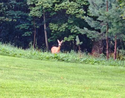 Dabar vakarais dažnai stebime stirnų jaunimą. Kaip šis – spokso ištempęs kaklą …