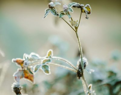 Rytai, kai gamta pabunda pirmiau už tave. Atsikelti lėčiau ir pradėti dieną gamt…