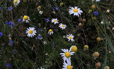 Pievų gėlės yra gamtos dovana, primenanti, kad grožis slypi paprastume. Jos žydi…