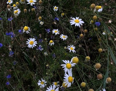 Pievų gėlės yra gamtos dovana, primenanti, kad grožis slypi paprastume. Jos žydi…