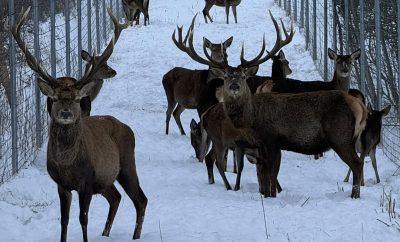Kai elniai tampa tavo kaimynais.
Tikra žiema. Tikra ramybė.
Deerhouse2 jau…