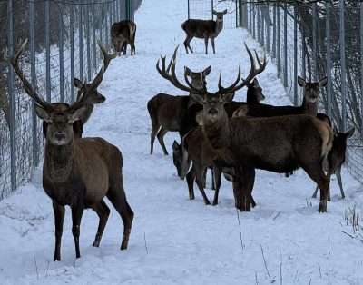 Kai elniai tampa tavo kaimynais.
Tikra žiema. Tikra ramybė.
Deerhouse2 jau…