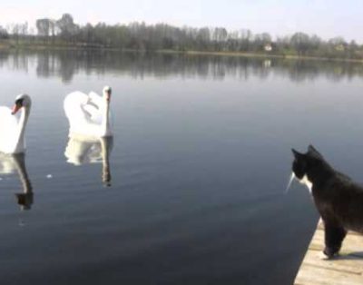 Gulbės ir katinas iš ,,Šamo uosto“: sodybos ir pirties nuoma prie ežero