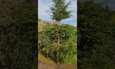 Rami ir Išpuoselėta Aplinka Prie Vandens – Sodyba Vestuvėms Vilniaus Rajone #sodybavestuvems