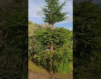 Rami ir Išpuoselėta Aplinka Prie Vandens – Sodyba Vestuvėms Vilniaus Rajone #sodybavestuvems