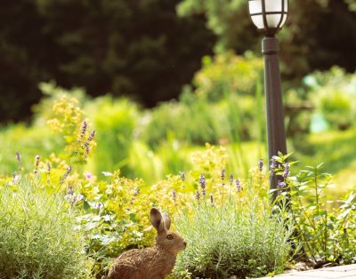Balandžio mėn. dar turime laisvų datų!
Šveskite ar ilsėkitės mūsų Viloje
#vila…
