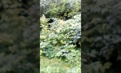 Parduodu Sodybą. Homestead for sale + 370 691 70350
