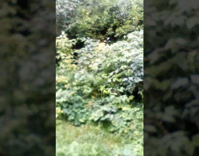 Parduodu Sodybą. Homestead for sale + 370 691 70350
