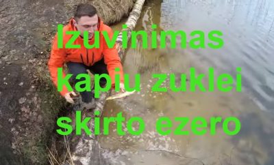 Ezeras karpiu žūklei. Išuvinimas licenzinio ežero skirto karpių žvejybai.
