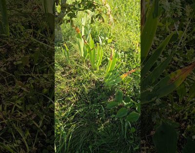 Vasara Žemaitijoje 🌿☀️ Pagryžuvys, Lietuva +26°C 10:43 2024 m. rugpjūčio 28 d. #pagryžuvys #Lietuva