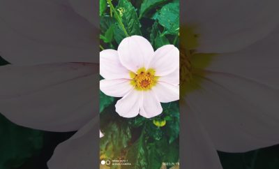 Kaimo Miesto Gėliū Gėlės Utena Lietuva.