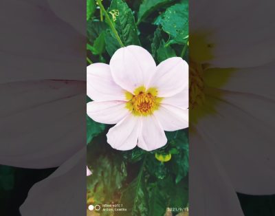 Kaimo Miesto Gėliū Gėlės Utena Lietuva.