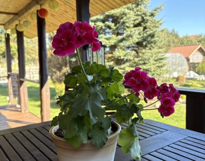 Jaukus vasarnamis Monciškėse
Vasaros sezonui atveriame savo jaukaus, gamtos apsu…