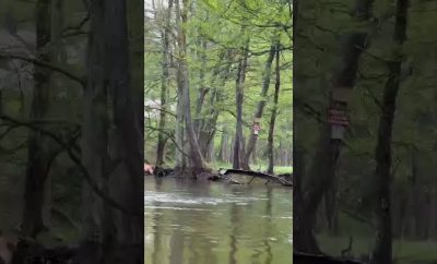 Plaukimas Žeimena upe – tyla, gamta tikras poilsis. #viral zeimena #baidares #lietuva #gamta#viral