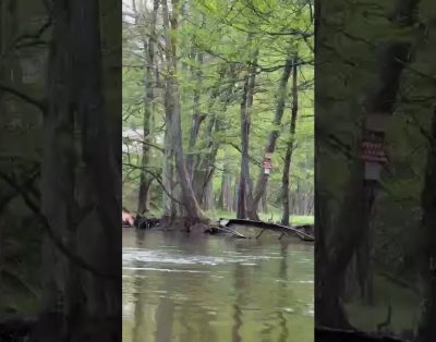 Plaukimas Žeimena upe – tyla, gamta tikras poilsis. #viral zeimena #baidares #lietuva #gamta#viral