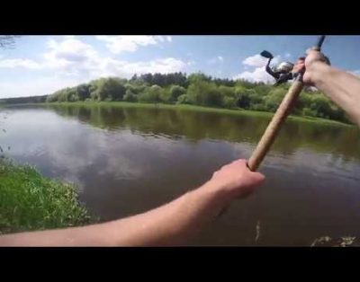 Pavasario žiobriai Šventojoje