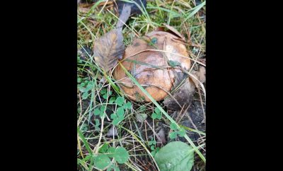 Lithuanian nature