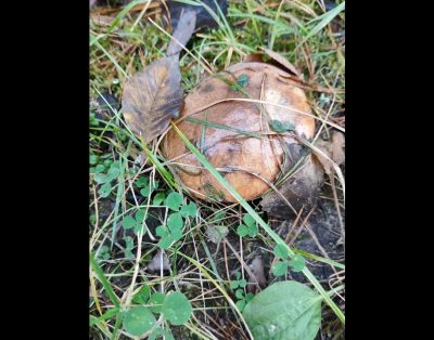 Lithuanian nature