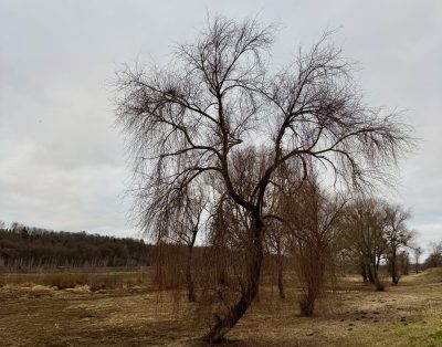 Šiandien ryte užsukau į parduotuvę, o po to atvažiavau į mišką.
Einu palei Nemu…