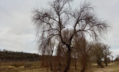 Šiandien ryte užsukau į parduotuvę, o po to atvažiavau į mišką.
Einu palei Nemu…