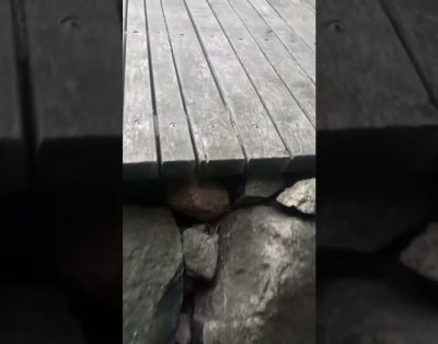 Kabina miške Lietuvoje
