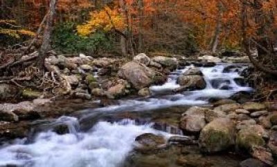 Pardavimo kabina, apsupta saugomos miško žemės