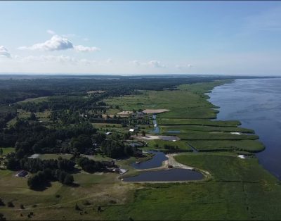 Kuršių marios, Svencelė