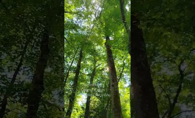 Gatlinburgo seniausia trobelė, Smoky kalnų parkas Gatlinburge TN, Pidžon Forge TN 🏞️🐻