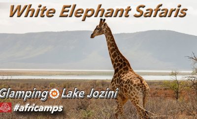 Africamps White Elephant safariai, Jozinio ežeras, Šiaurės Kwazulu Natal, Pietų Afrika, glampingas