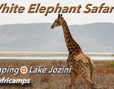 Africamps White Elephant safariai, Jozinio ežeras, Šiaurės Kwazulu Natal, Pietų Afrika, glampingas