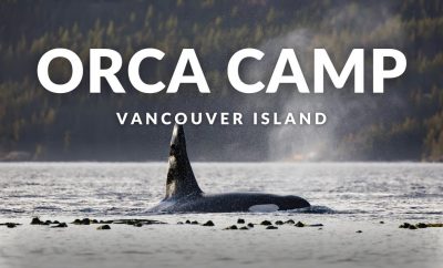 Orka stovyklavimas Vancouver saloje