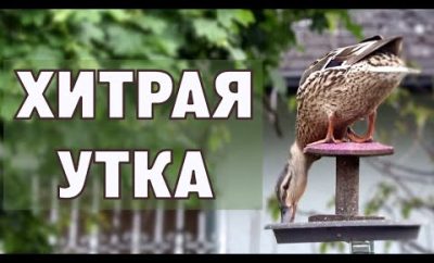 Apsišalusi antis, rimtas katinas