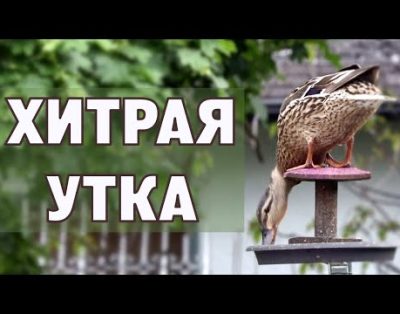 Apsišalusi antis, rimtas katinas
