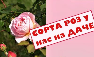 Rožės sode, katinas Vilius ir mes su Irina