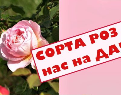 Rožės sode, katinas Vilius ir mes su Irina